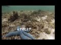 石垣島のシュノーケルツアー 5月8日Kさん夫婦