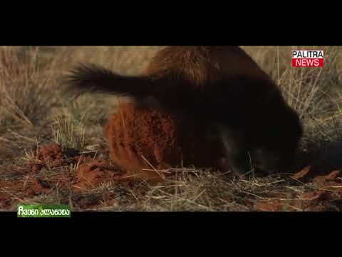 ჩვენი პლანეტა - თაფლიჭამია