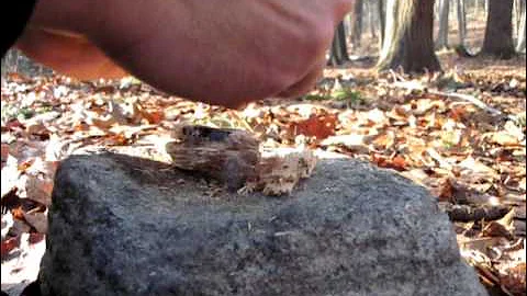 Igniting punk wood with an empty Bic lighter and firsteel