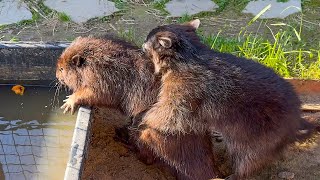 RACCOONS MEET THE BEAVER / Vitamins for wild cats of my