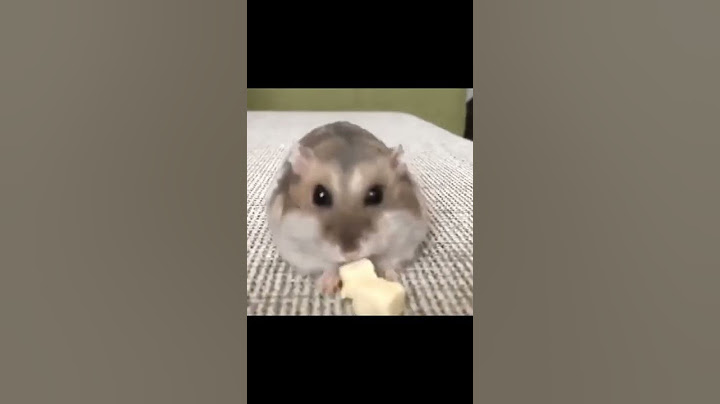 СМЕШНЫЕ ХОМЯКИ