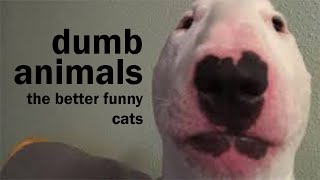 dumb animals