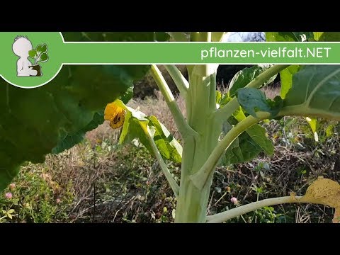 Video: Futterkohl: Beschreibung, Anbaumerkmale, Sorten, Fotos