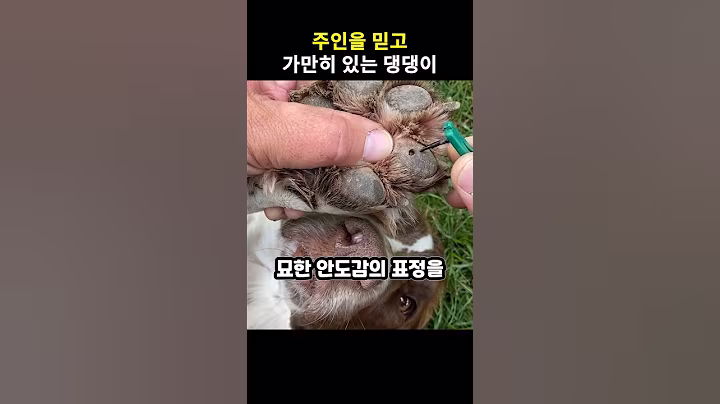 산책 후 반드시 확인해야 하는 이유 #강아지