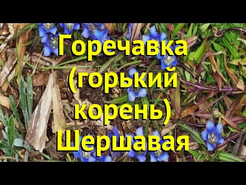 Горечавка шершавая. Краткий обзор, описание характеристик, где купить саженцы gentiana scabra Горечавка шершавая. Краткий обзор, описание характеристик, где купить саженцы gentiana scabra
