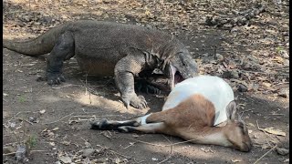Two Komodo Dragons 🆚 Pregnant Goat FULL HD