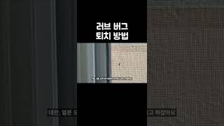 러브 버그 퇴치 방법