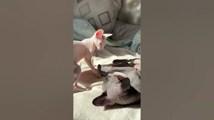 Watch the video about 🐱 mini cat boy #sphynx #miku #music