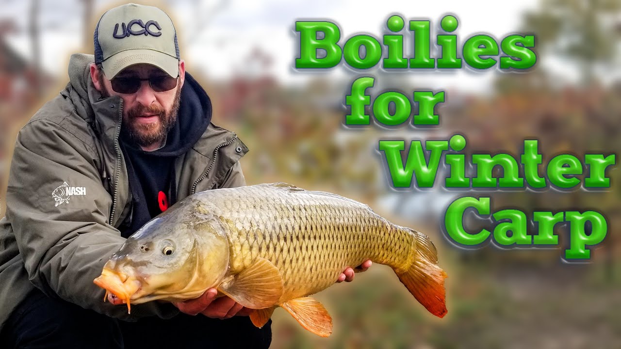 Boilies for Winter Carp YouTube