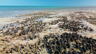 New Facilities To Provide Insight To Earliest Life On Earth At Hamelin Pool In Shark Bay