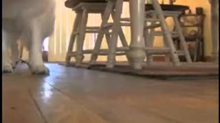 Hiring a pet sitter