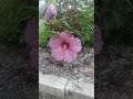 HERMOSO JARDIN DE ROSAS