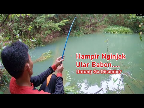 Mencari Lokasi Habitat Ikan Mas Di Alam Terbuka Kabar Mancing