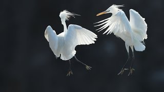 China's Changshan Archipelago migratory bird sanctuary inscribed on World Natural Heritage list