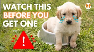5 Mistakes First Time Golden Retriever Puppy Owners Make