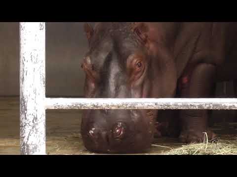 【Eating】Hippopotamus【Ueno zoo in Tokyo, Japan 】