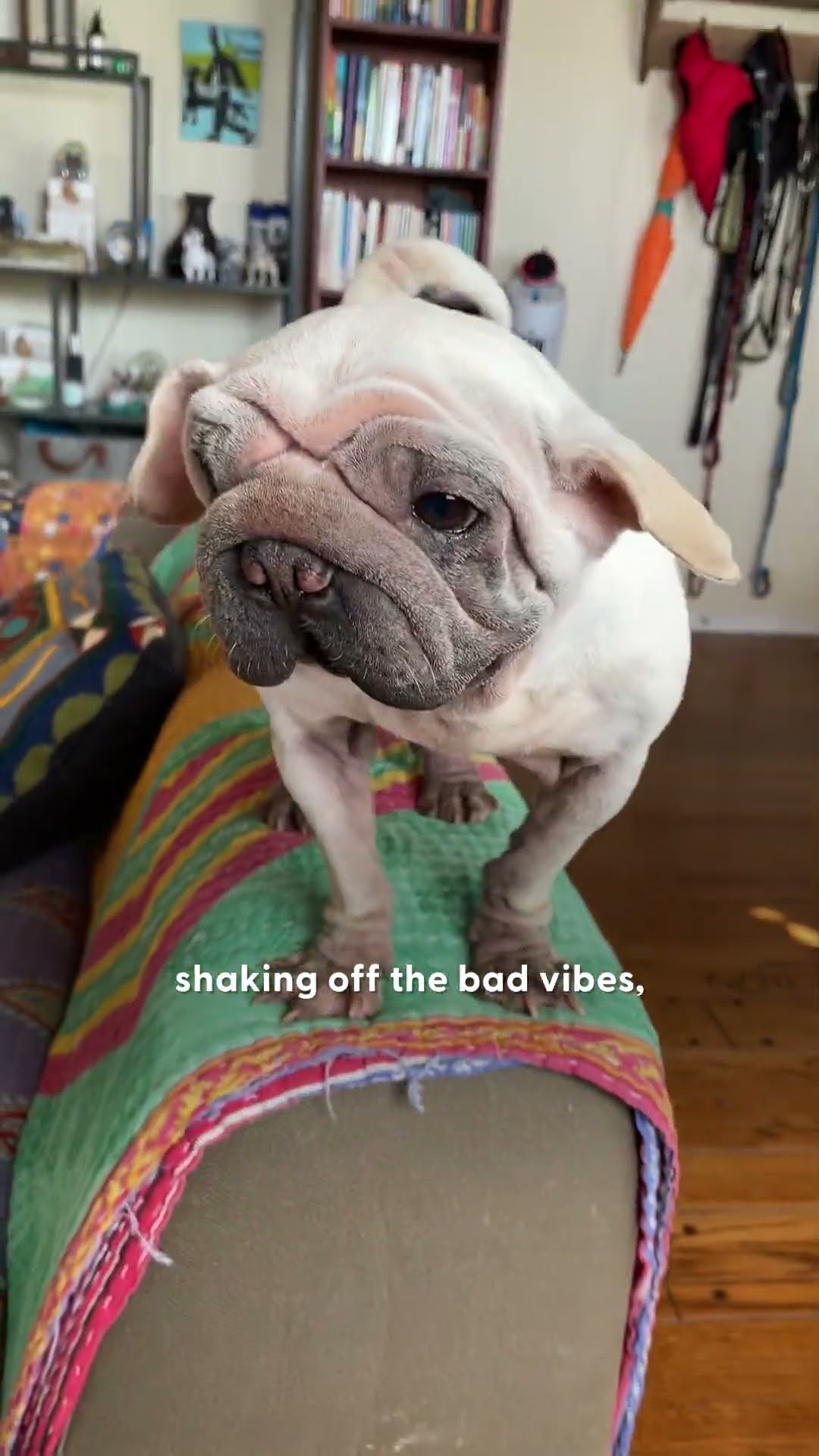 The Dodo Will Read The 5 Best Comments To This Dog | The Dodo