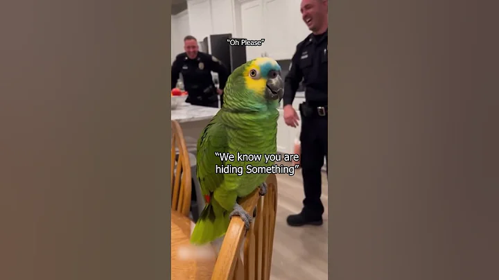 This Parrot Couldn’t Keep the Secret