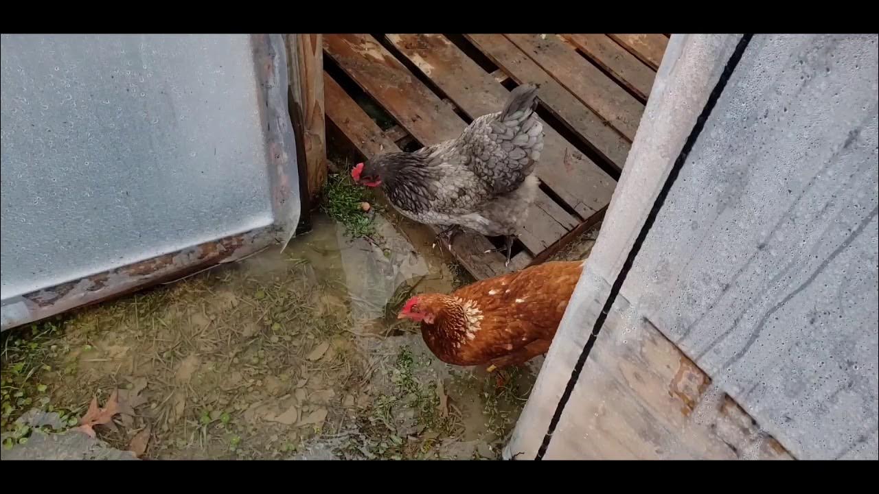 Protecting Chickens from hard freeze YouTube