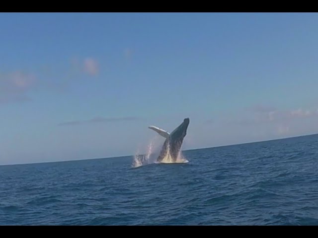 Whale Breaching