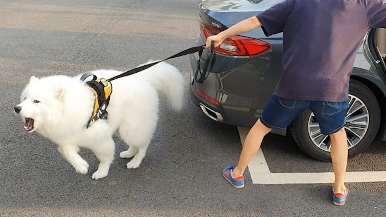 [Русские субтитры] В тот момент, когда моя красивая собака становится неконтролируемой...