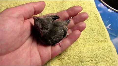 Птенец зеленушки чистится