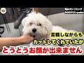 【初来店】長年お世話になっていたサロンからお顔が出来ませんと言われたマルチーズ