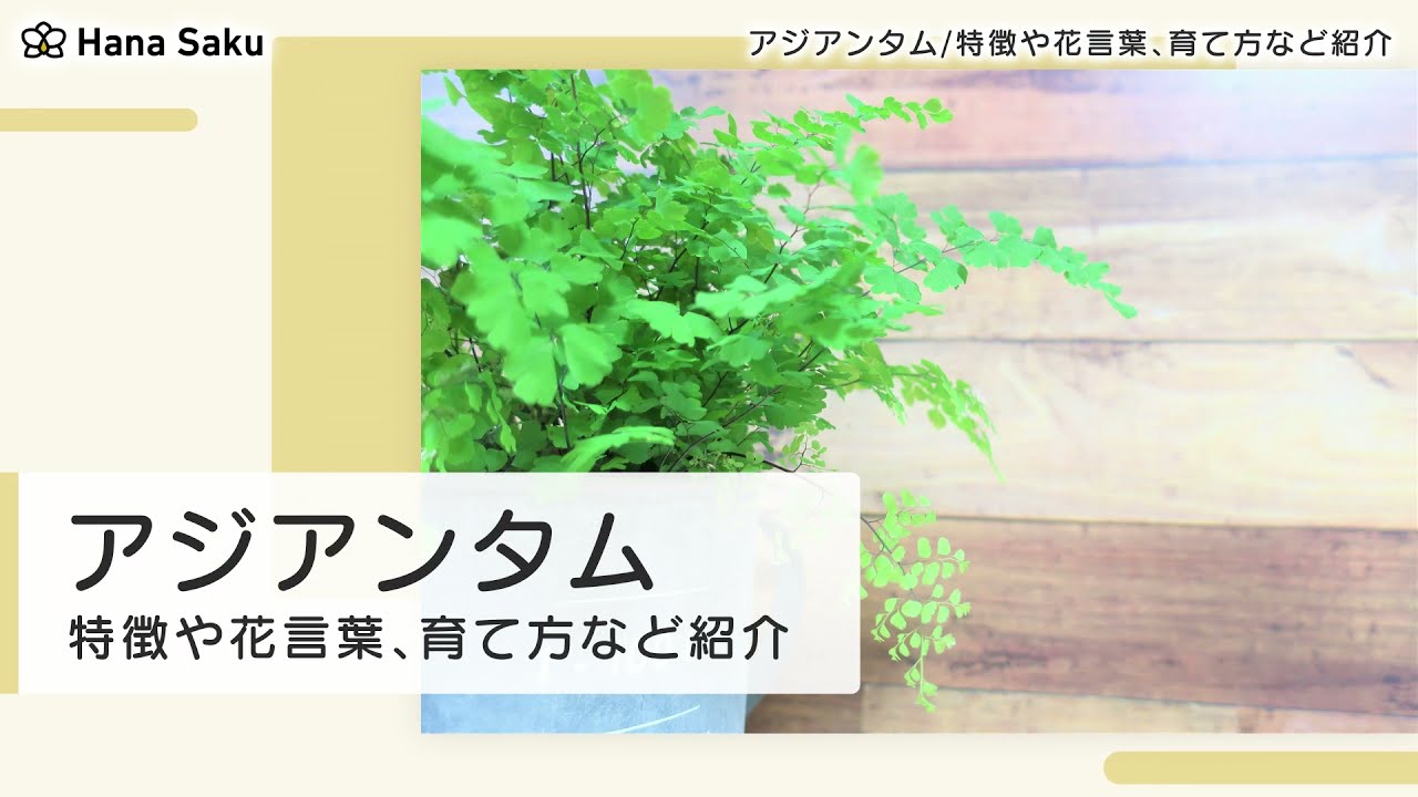 アジアンタムとは 花の特徴 花言葉 育て方 手入れ方法を紹介 Hanasaku