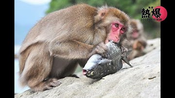 人腦僅為意識接收器？英國劍橋頂尖生物學家魯珀特·謝爾德雷克用40年7大無法推翻實驗，揭露TED永久封殺的禁忌真相：形態場記憶連結宇宙，顛覆主流科學教條！#每日熱爆