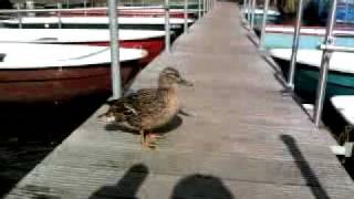 Samsung S-5230 Star Video-Camera Test with a DUCK