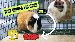 Why Does My Guinea Pig Cage Smell So Bad