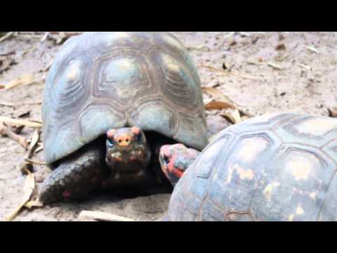 Vídeo Pousada do Tucunaré