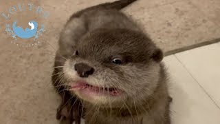 カワウソの赤ちゃんが魚を食べて凶暴な顔に！？　Baby Otters Have a Ferocious Face When They Eat Fish?!