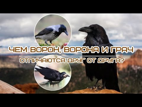 Чем ворон, ворона и грач отличаются друг от друга Raven crow rook