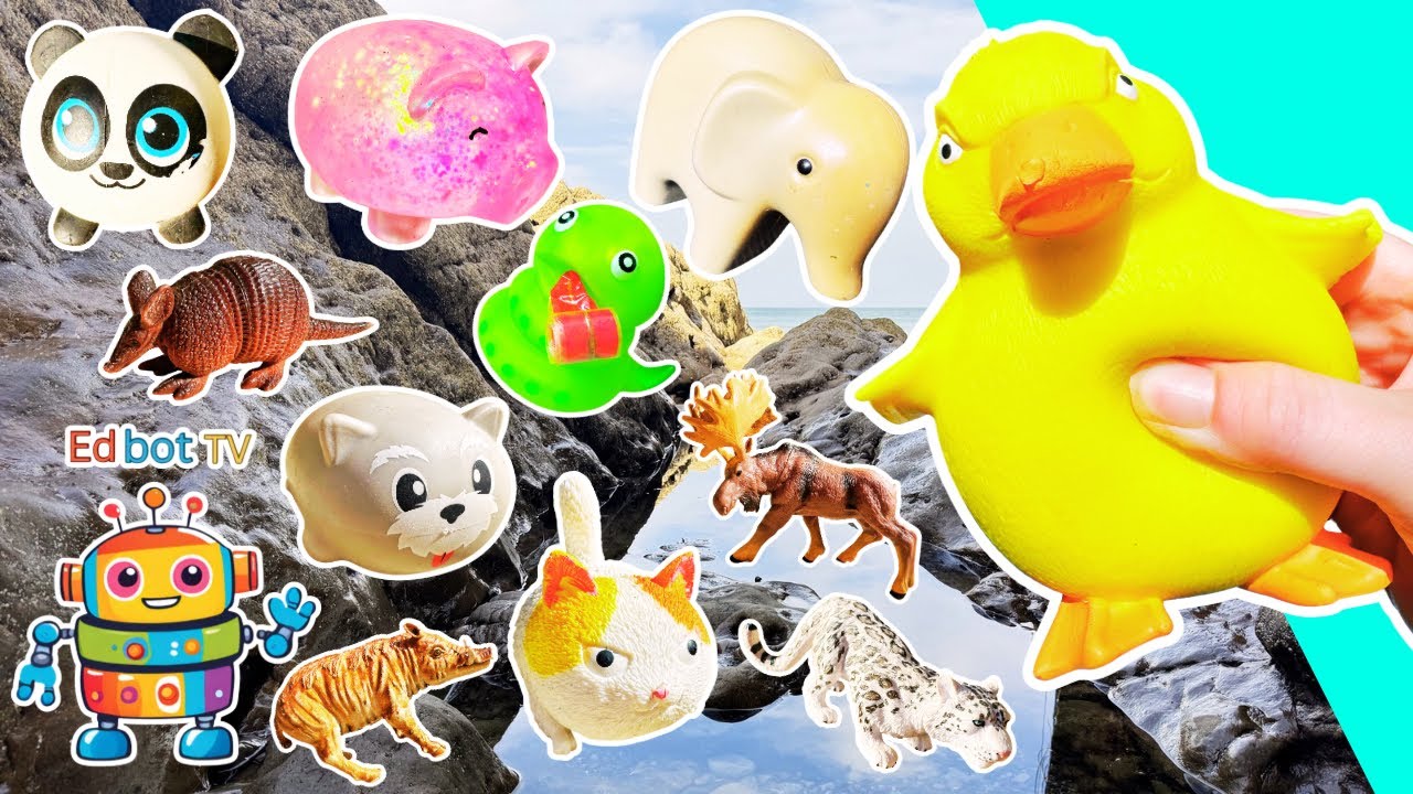 Learn at the Rock Pool | Animal Names for Kids: Armadillo Cat Moose Duck Snow Leopard Snake Wombat