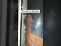 carrier Split AC outdoor Unit Compressor Leakage #hvac #electrical #airconditioner #gulftechbyshani