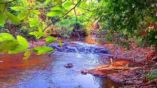 CALMING FOREST SOUNDS: STREAMS AND BIRDS CHIRPING - RELAXING DREAM OF FRESH NATURE