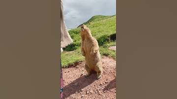 Hungry Groundhogs fighting over some crackers again