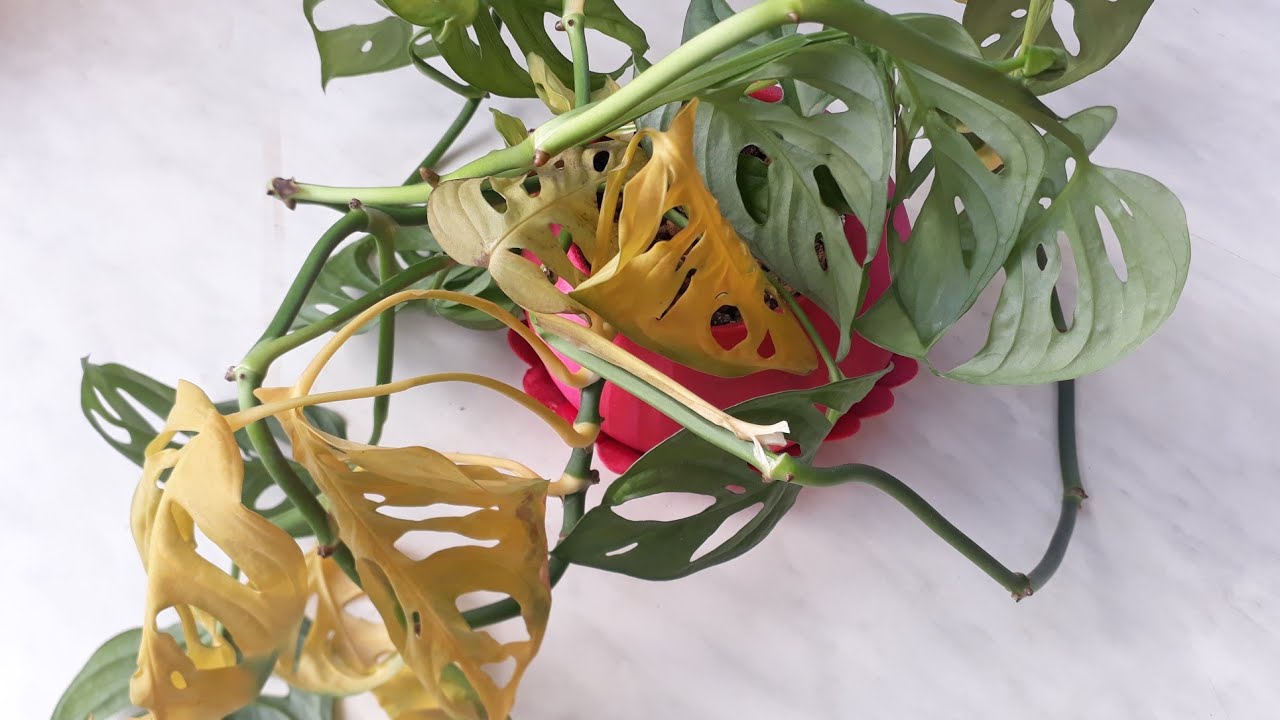 Bitkilerde yaprak sararması...Monstera Adansonii