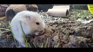 Just a lil hamster doing lil hamster things  -- I smell a cricket! Nom Nom Nom