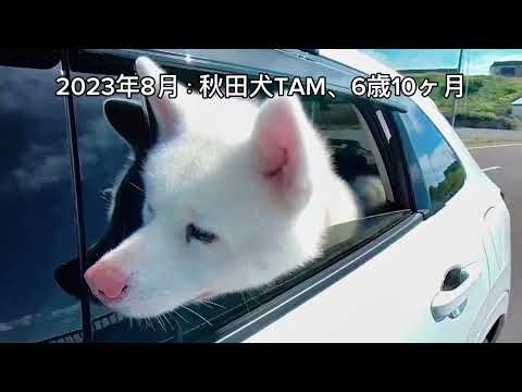 秋田犬TAM：黄金岬（留萌市）とキャンプ場2018 & 2023