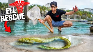 Rescuing Moray Eels Trapped In Beach Tide Pool