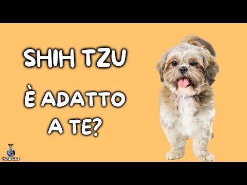 Video: Come prendersi cura della tua gravidanza Shih Tzu