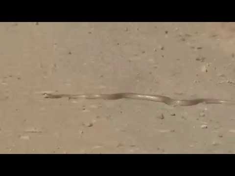 krugerpark snake on the road (what kind of snake?)