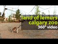 Calgary Attractions: 360° views of Land of Lemurs at the Calgary Zoo