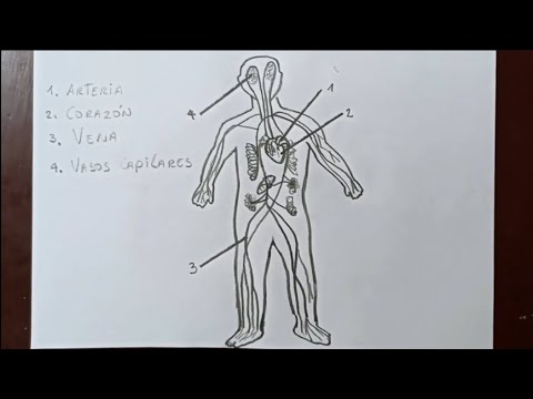 ¿cómo Dibujar El Sistema Circulatorio Y Sus Partes Versión Super 