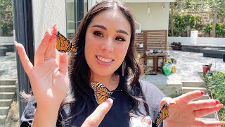 Butterfly Update & Releasing Butterflies!