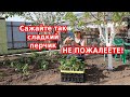 Если посадить перец так, то он завалит вас урожаем//Why do we plant pepper so THICKLY