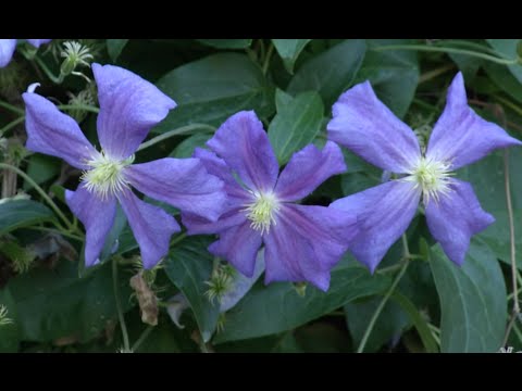 Video: Clematis Care: Paano Palaguin ang Clematis