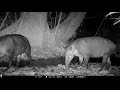 Camera trap footage of a breeding pair of Baird&#39;s Tapirs plus a lone male - March 1 to March 8, 2023